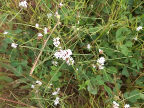 Spermacoce filifolia