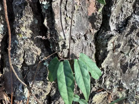Clytostoma