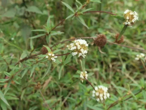 Spermacoce suaveolens