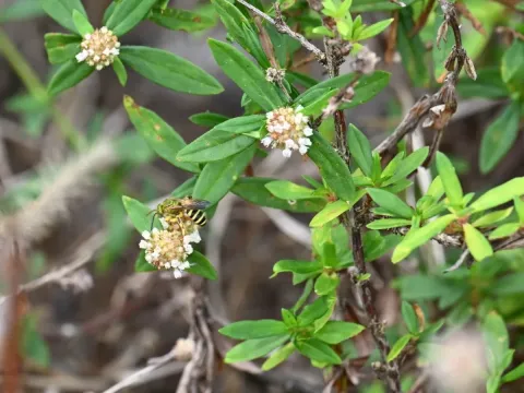 Spermacoce verticillata