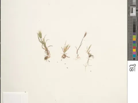 Dwarf brome