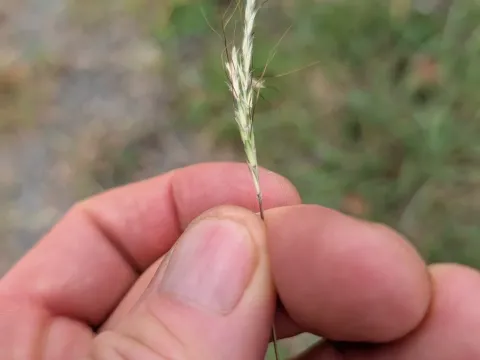 Bothriochloa macra