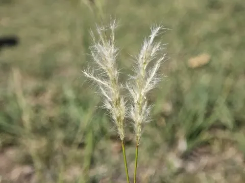 Bothriochloa laguroides