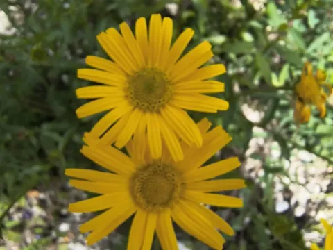 Yellow ox-eye