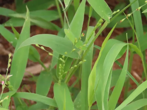 Urochloa deflexa