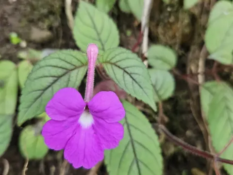 Achimenes