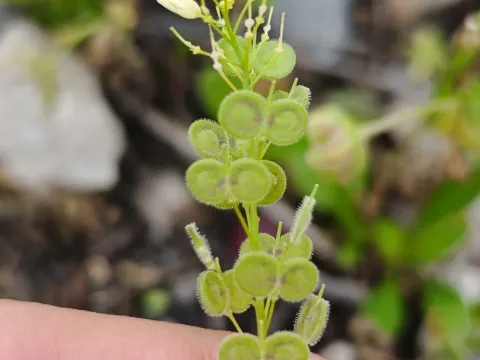 Biscutella