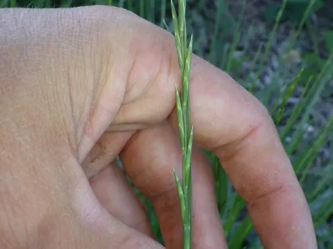 Brachypodium phoenicoides
