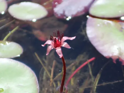 Brasenia schreberi