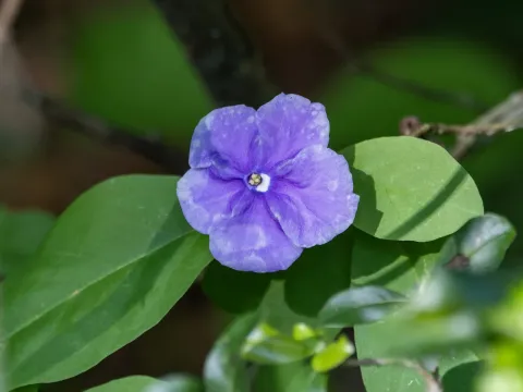 Brunfelsia australis