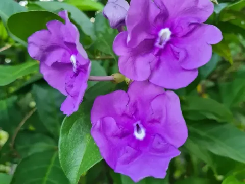 Brunfelsia pauciflora