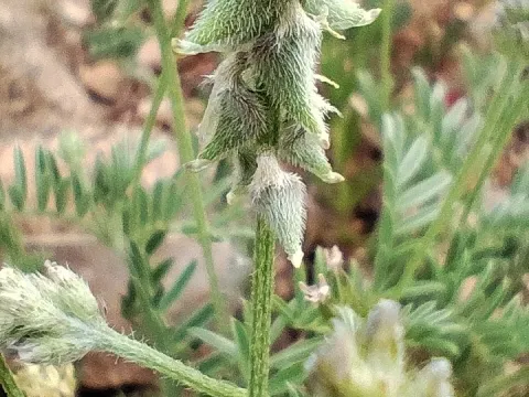 Biserrula
