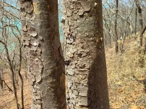 Брахістегія