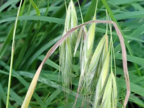 Sand brome