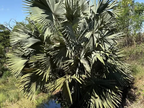 Bismarck palm