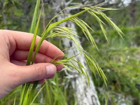 Fringed brome