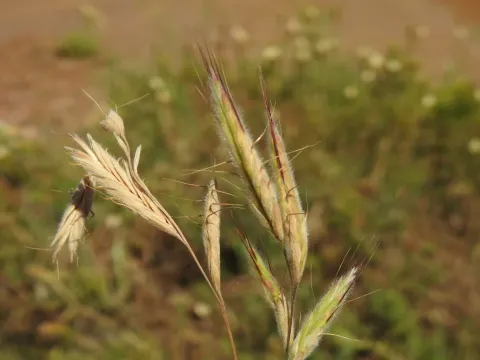 Soft brome