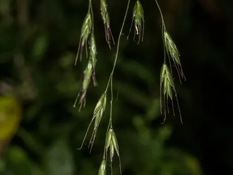 Slender-branched brome