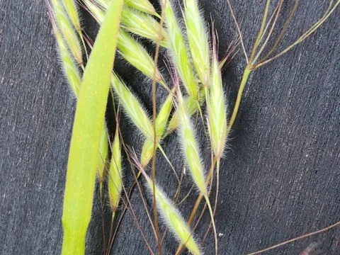 Pectinate brome