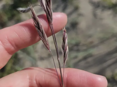 Pumpelly's brome