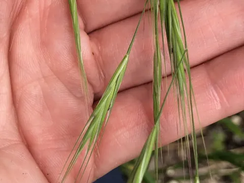 Rigid brome