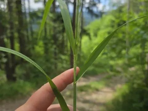 Костер ветвистый