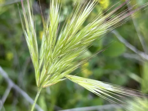 Red brome