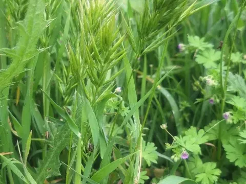 Broom brome