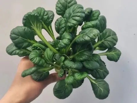 Tatsoi