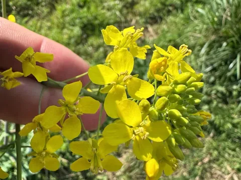Брокколи рааб