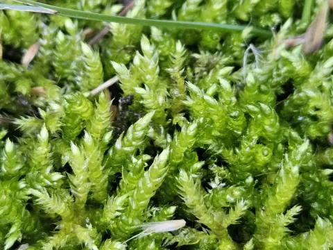 Brachythecium