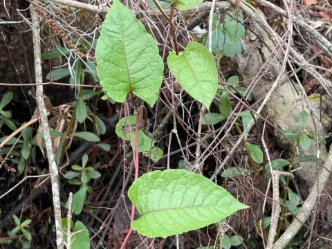 Brunnichia