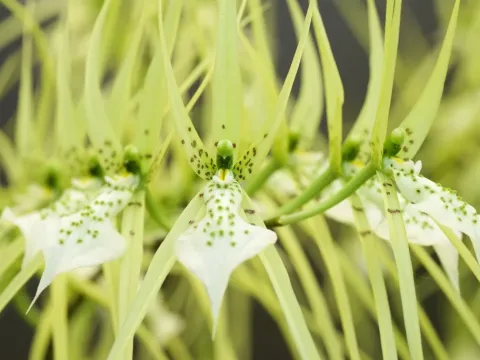 Brassia