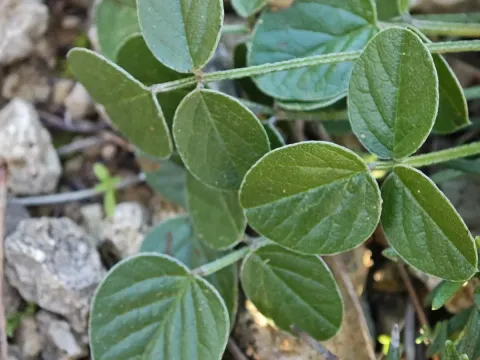 Bituminaria