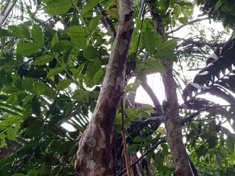 Psidium acidum