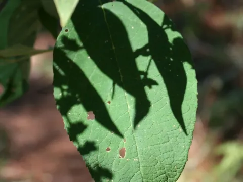 American buddleia