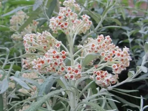 Buddleja caryopteridifolia