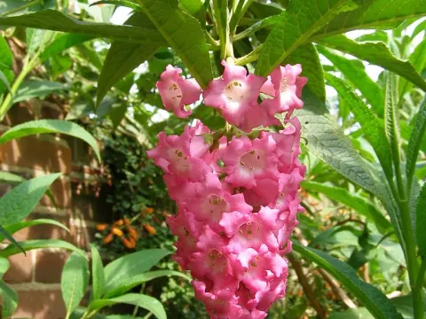 Buddleja colvillei