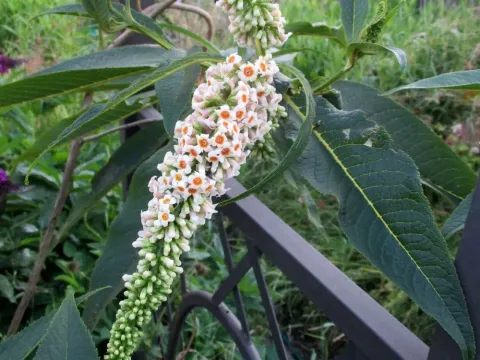 Buddleja forrestii