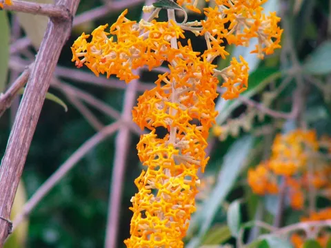 Buddleja lewisiana