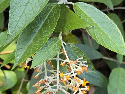 Madagascar butterfly bush