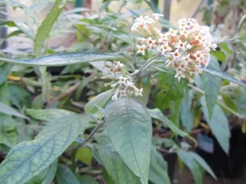 Буддлея снежная