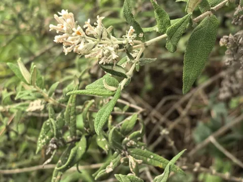 Salvia-leaved buddleia