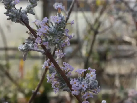 Stern's Butterfly Bush