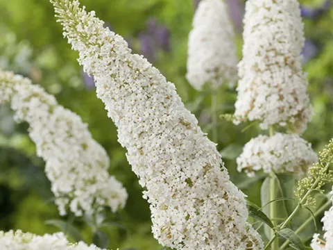 Buddleja whiteana