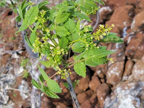 Bursera graveolens