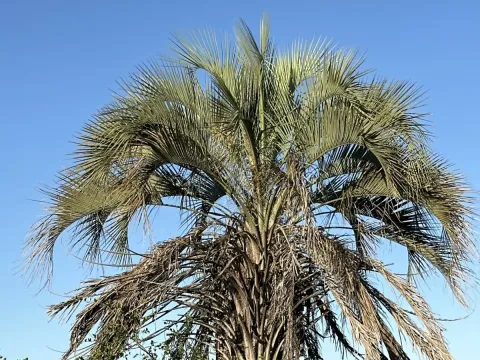 Butia