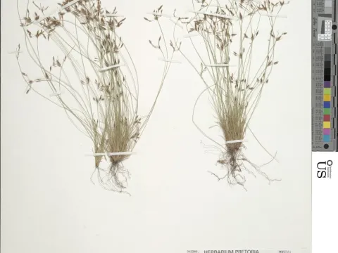Bulbostylis humilis