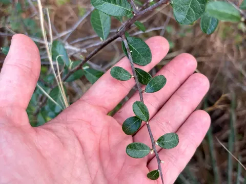 Sideroxylon tenax
