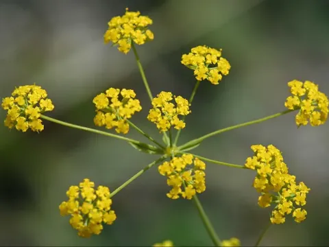 Bupleurum chinense